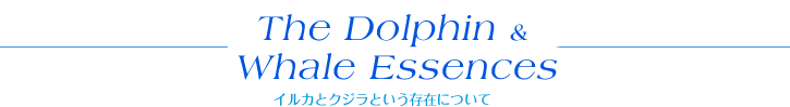 The Dolphin &  Whale Essences