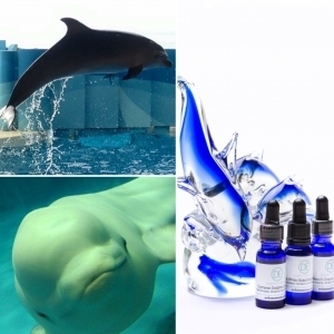 【オンラインレッスン対象クラス】ドルフィンエッセンス＆ホエールエッセンスコース